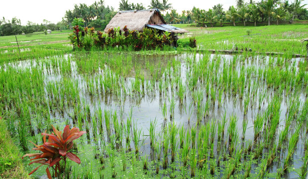 RIce Fields